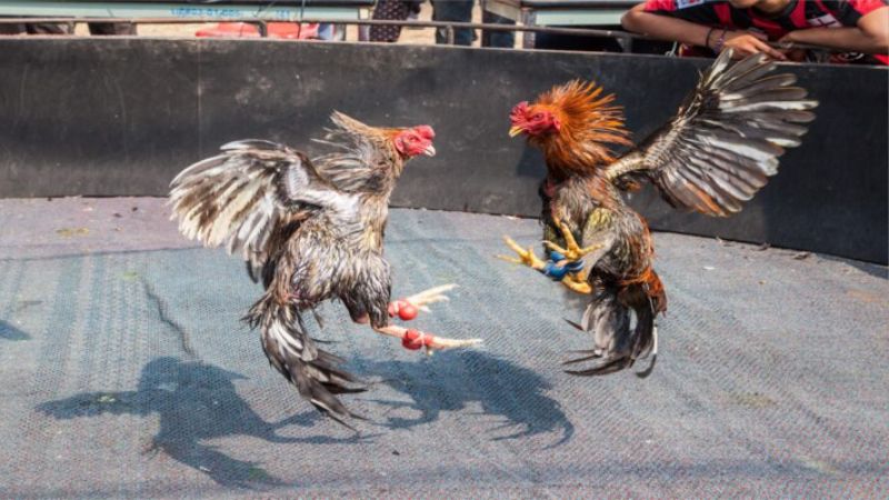 Lịch sử hình thành và phát triển của Đá gà Thomo
